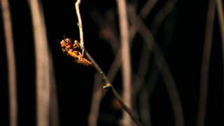 How I Stopped Worrying and Learned to Love—or at Least Tolerate—the Cicadas